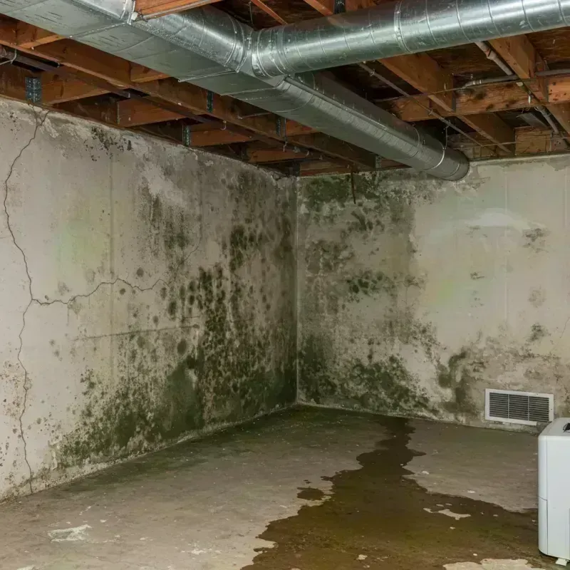 Professional Mold Removal in Delta County, CO